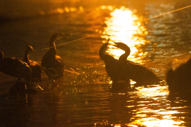 Cormorants working the firelit water