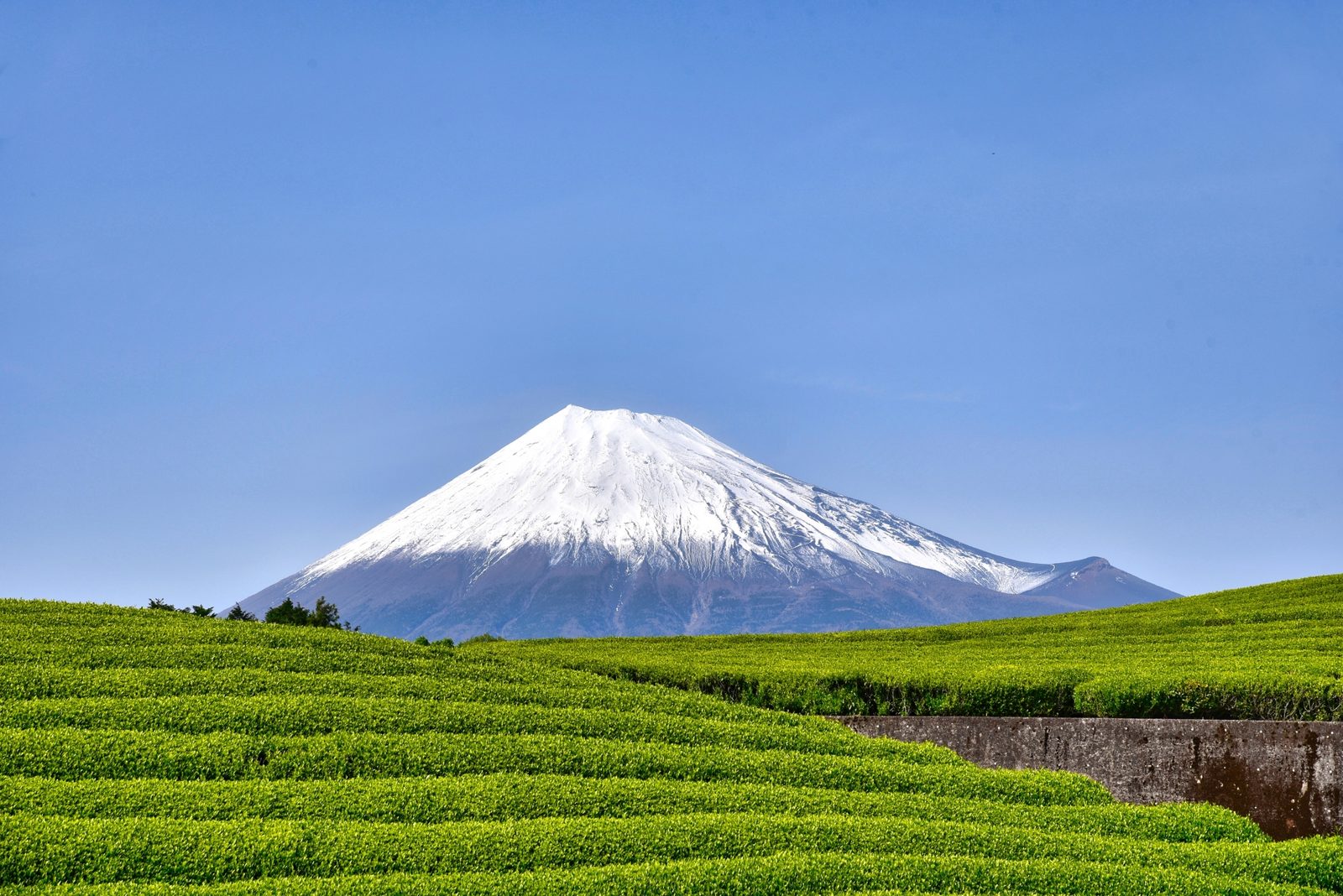 Rows of green tea bushes below a snow-capped Mount Fuji, in Japan's tea country