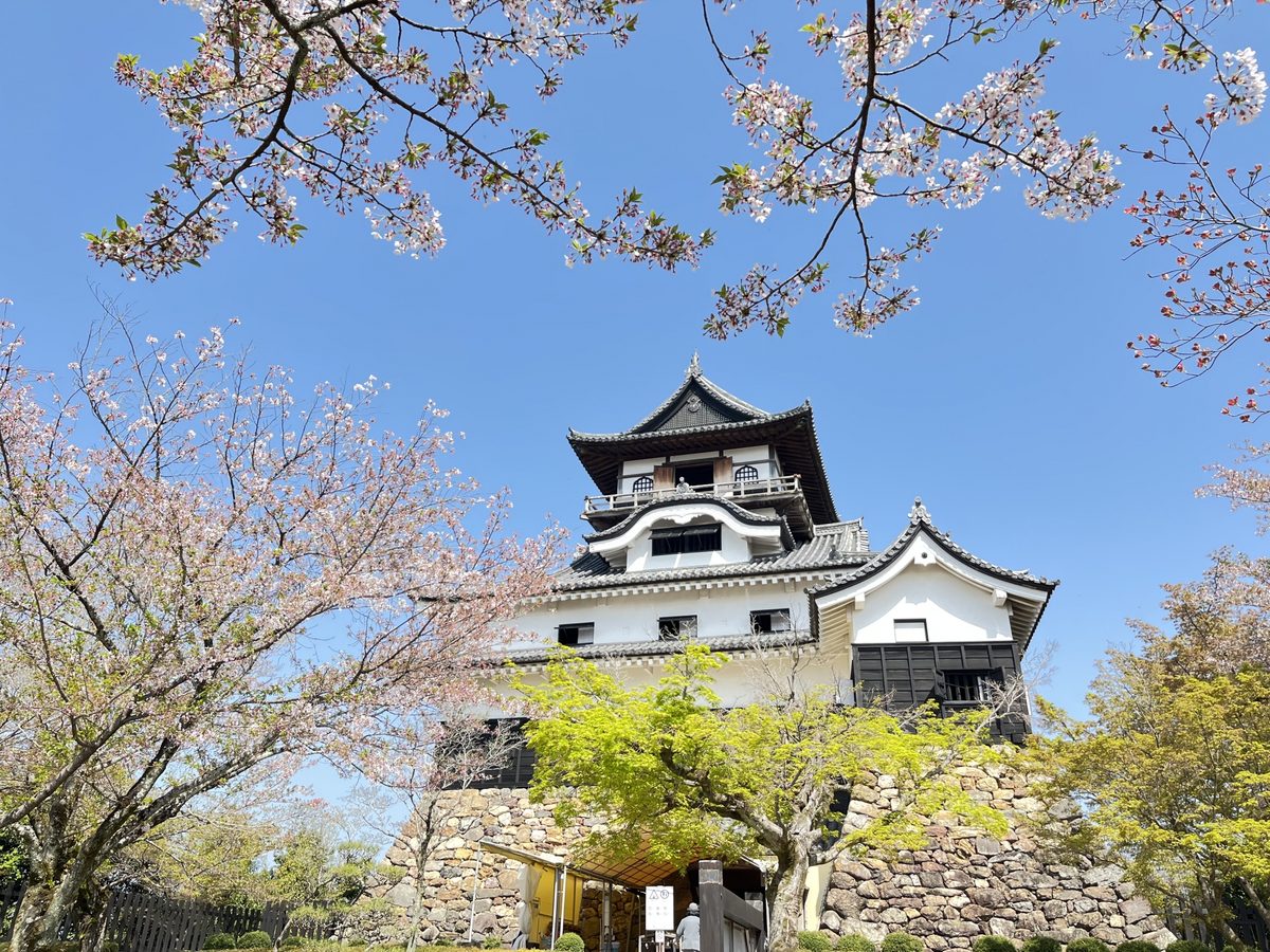 The wooden keep rising above its stone base, framed by cherry blossoms under a blue spring sky.